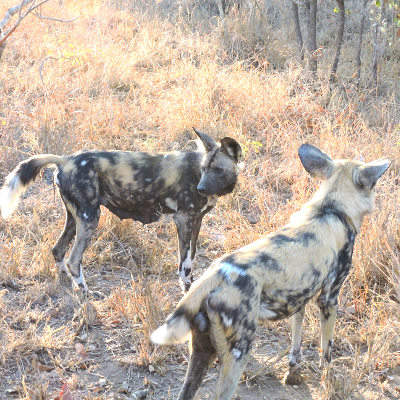 Photo of African wild dogs