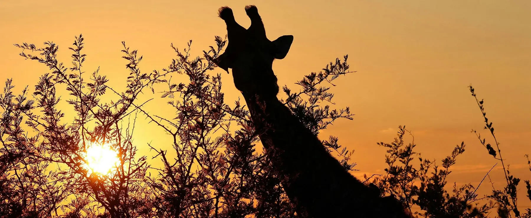 Sun setting over a giraffe