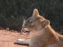 lioness growling