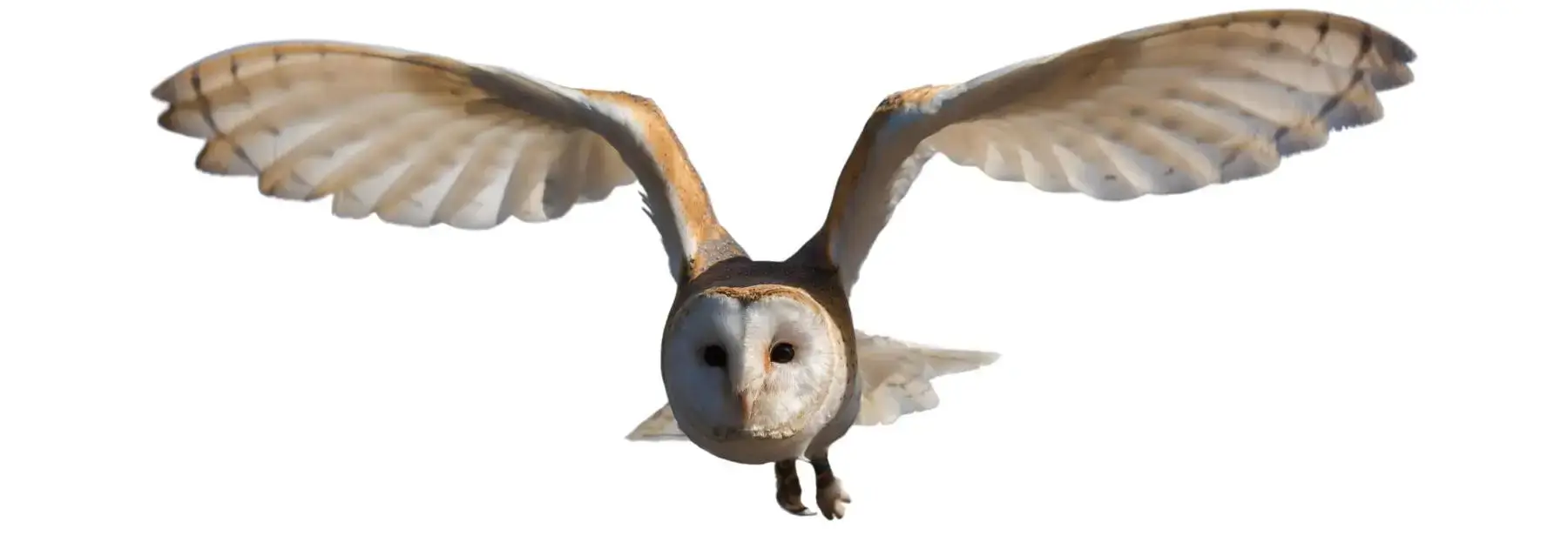 Wise Owl