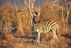 Zebra stallion