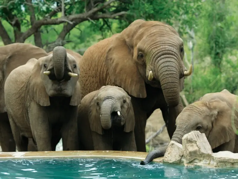 Elephants drinking from the pool at Impodimo Game Lodge