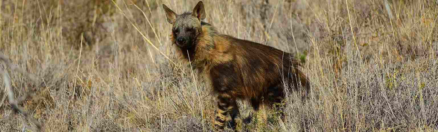 Photo of a hyaena