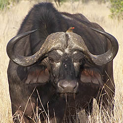 Mammals Checklist