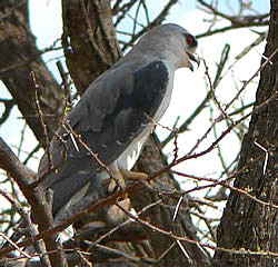 Bird ChecklistList