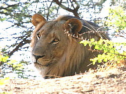 Lion Tuningi Safari Lodge